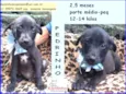 Cachorro raça SRD idade 2 a 6 meses nome Pedrinho
