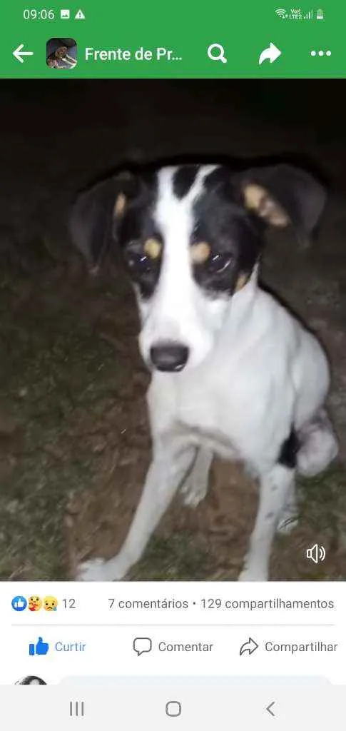 Cachorro ra a srd idade 2 a 6 meses nome Charuto