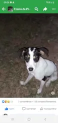 Charuto