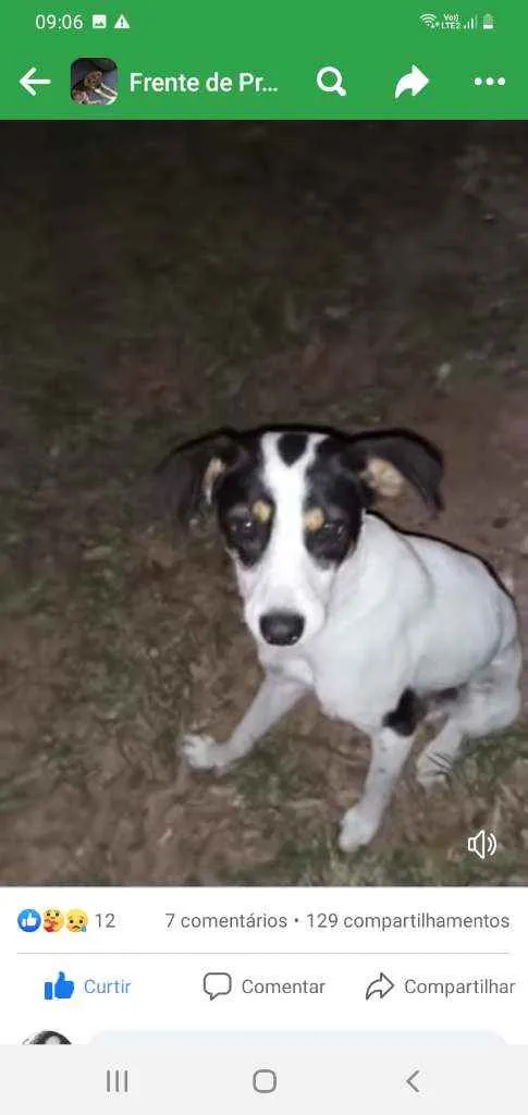Cachorro ra a srd idade 2 a 6 meses nome Charuto