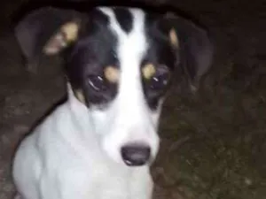 Cachorro raça srd idade 2 a 6 meses nome Charuto