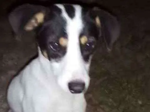 Cachorro ra a srd idade 2 a 6 meses nome Charuto