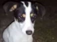 Charuto