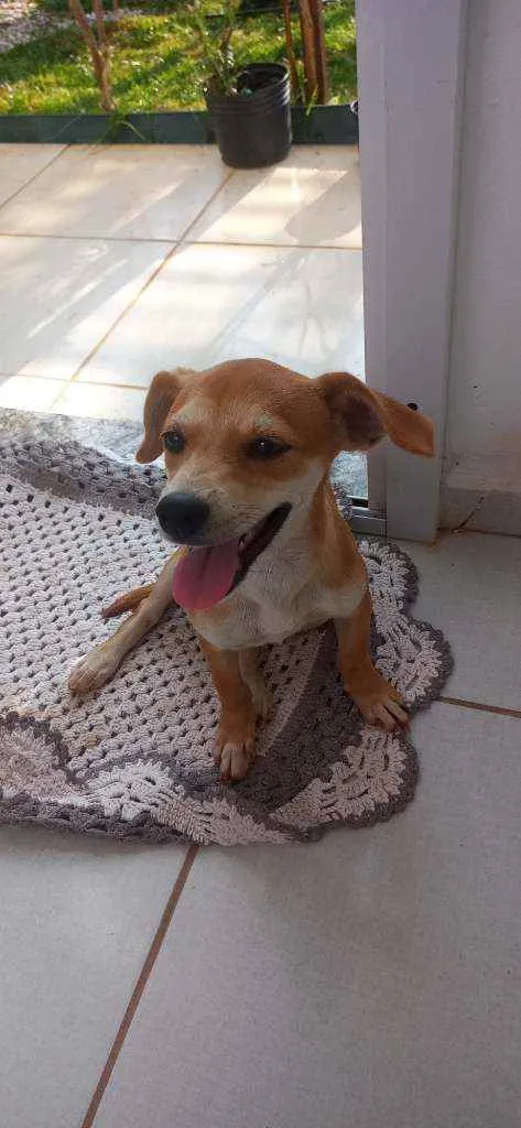 Cachorro ra a Vira lata idade 2 a 6 meses nome July