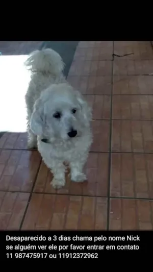 Cachorro raça Poodle  idade 6 ou mais anos nome Nick