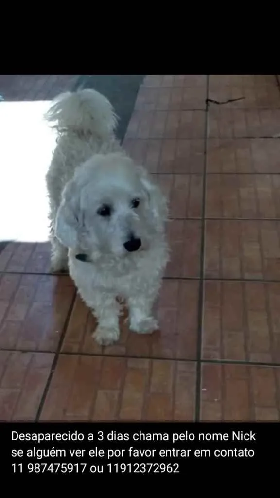 Cachorro raça Poodle  idade 6 ou mais anos nome Nick