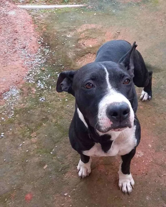 Cachorro ra a Pitbul  idade 2 anos nome Não sei 