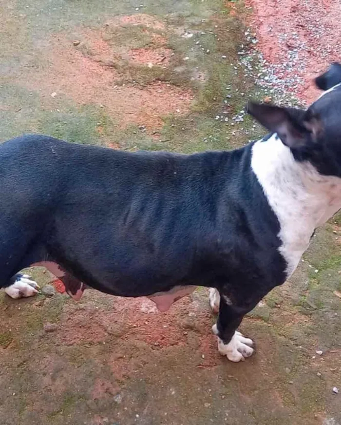 Cachorro ra a Pitbul  idade 2 anos nome Não sei 