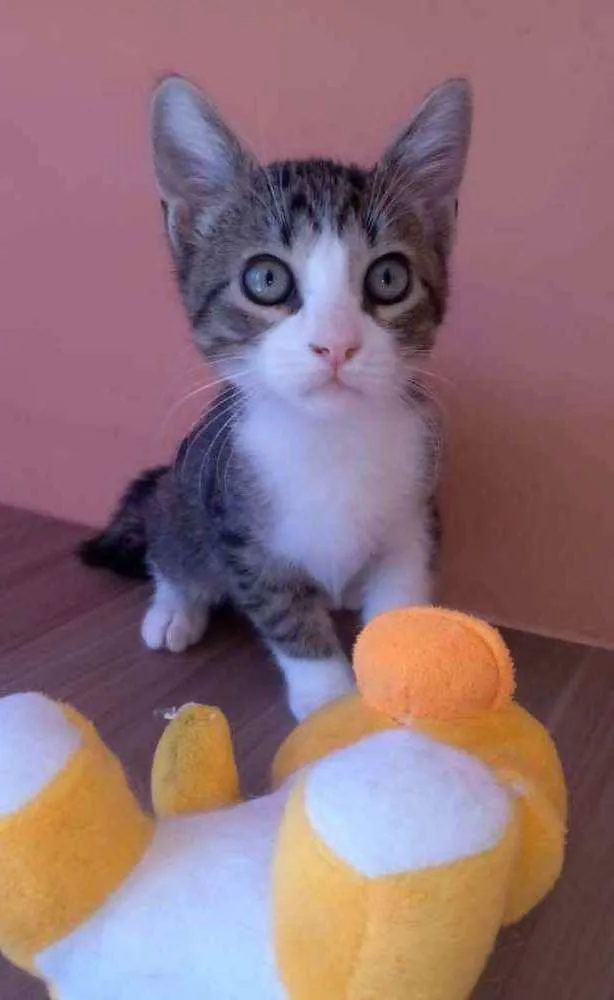 Gato raça Srd idade 2 a 6 meses nome Barak