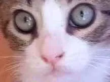 Gato raça Srd idade 2 a 6 meses nome Barak