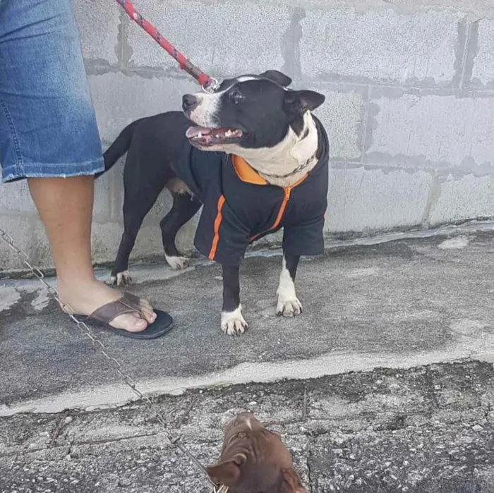 Cachorro ra a Pitbul  idade 2 anos nome Não sei 