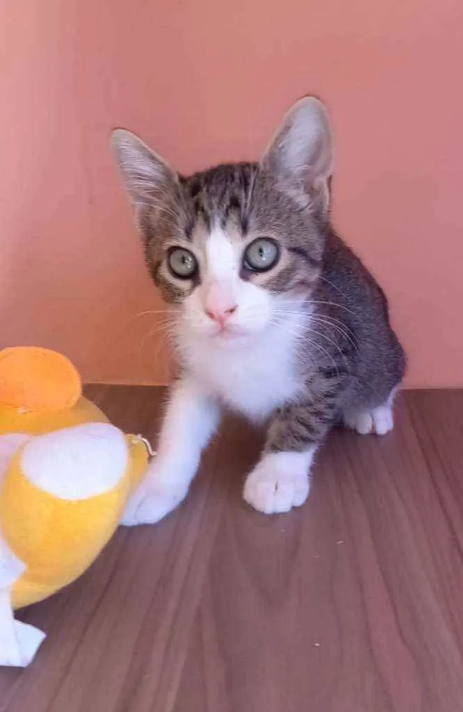 Gato ra a srd bicolor idade 2 a 6 meses nome BARAK