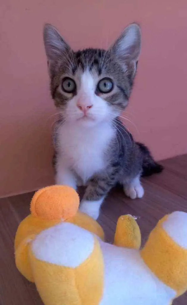Gato ra a srd bicolor idade 2 a 6 meses nome BARAK