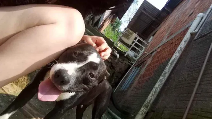 Cachorro ra a Pitbul  idade 2 anos nome Não sei 