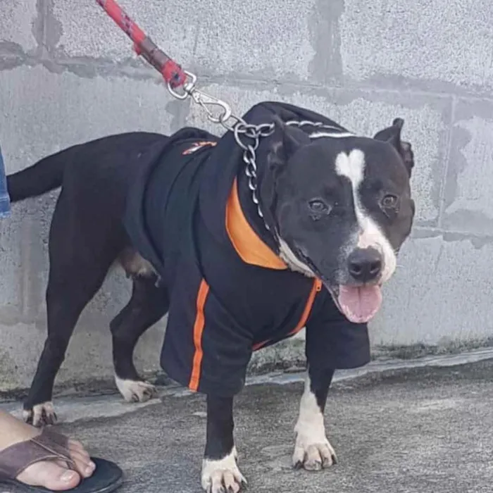 Cachorro ra a Pitbul  idade 2 anos nome Não sei 