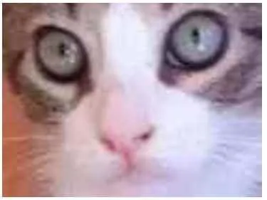Gato ra a srd bicolor idade 2 a 6 meses nome BARAK