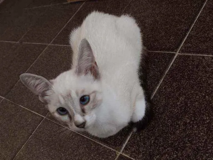 Gato ra a  idade 2 a 6 meses nome Filó