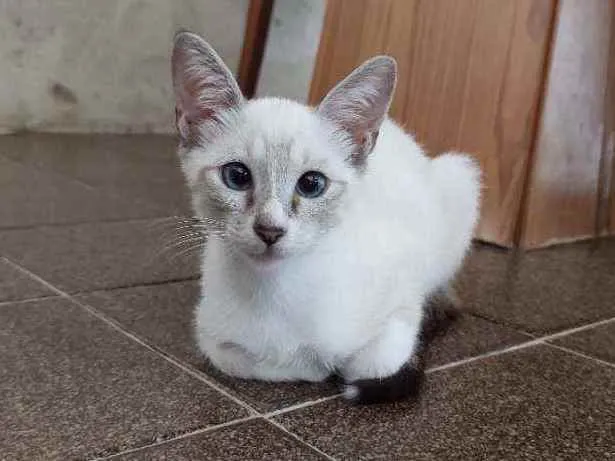 Gato ra a  idade 2 a 6 meses nome Filó