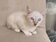 bob