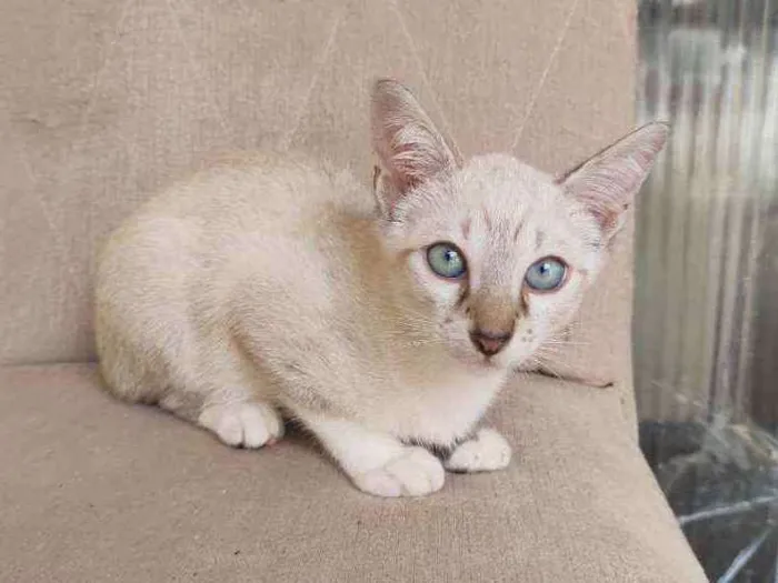 Gato ra a  idade 2 a 6 meses nome bob