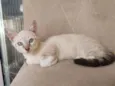 bob
