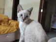 fofo