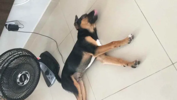 Cachorro ra a Vira lata idade 2 anos nome Budy e thor