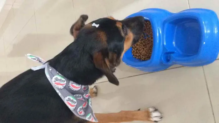 Cachorro ra a Vira lata idade 2 anos nome Budy e thor