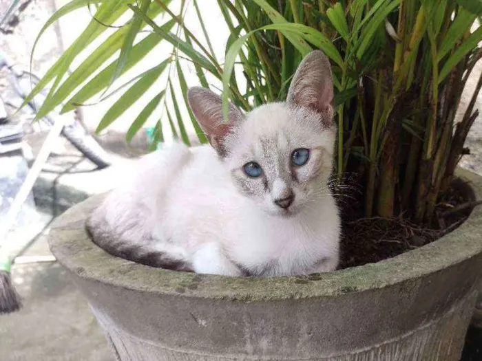 Gato ra a  idade 2 a 6 meses nome Filó
