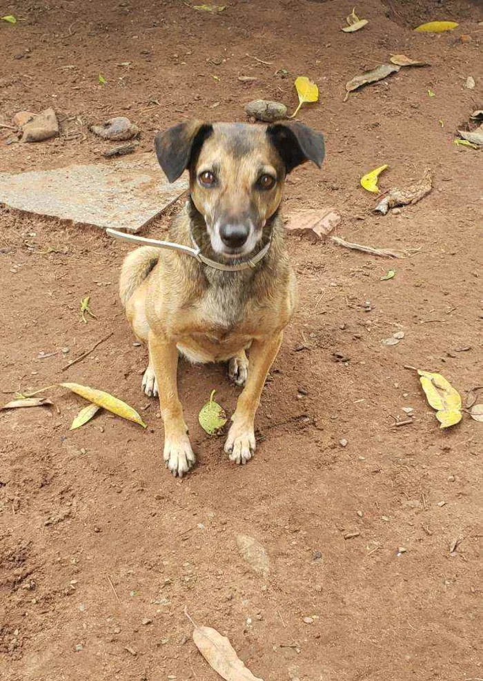 Cachorro ra a Indefinida idade 4 anos nome Carlinha