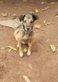 Carlinha