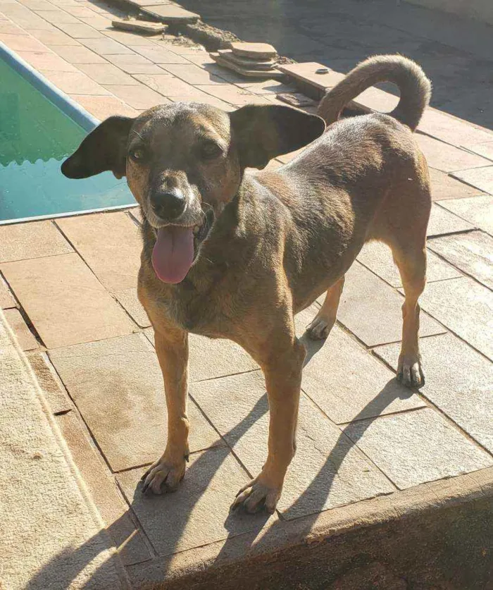 Cachorro ra a Indefinida idade 4 anos nome Carlinha