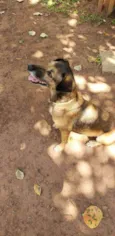 Carlinha