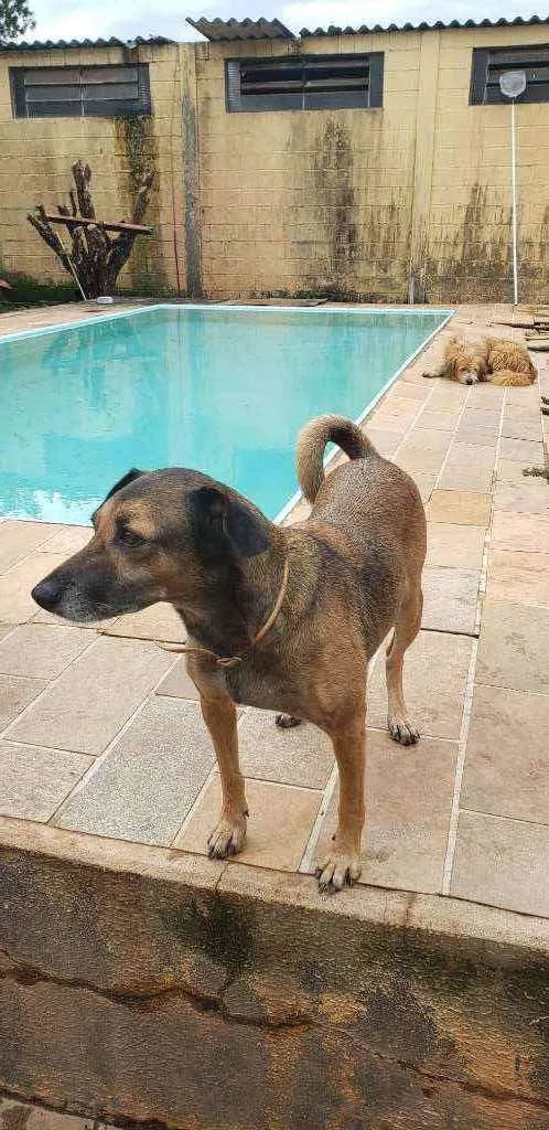 Cachorro ra a Indefinida idade 4 anos nome Carlinha