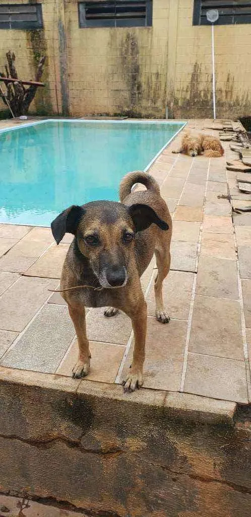 Cachorro ra a Indefinida idade 4 anos nome Carlinha