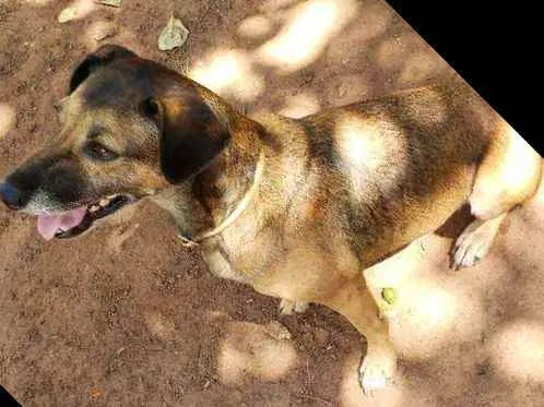 Cachorro ra a Indefinida idade 4 anos nome Carlinha