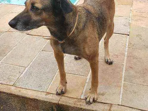 Cachorro ra a Indefinida idade 4 anos nome Carlinha
