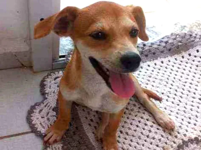 Cachorro ra a Vira lata idade 2 a 6 meses nome July