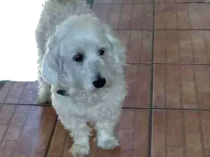 Cachorro raça Poodle  idade 6 ou mais anos nome Nick