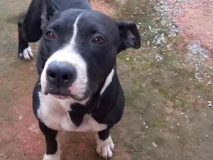 Cachorro raça Pitbul  idade 2 anos nome Não sei 