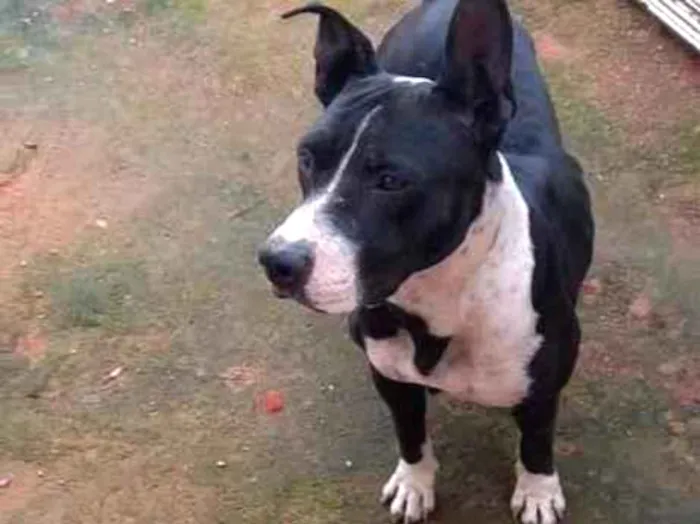 Cachorro ra a Pitbul  idade 2 anos nome Não sei 