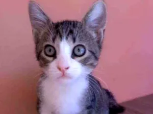Gato raça Srd idade 2 a 6 meses nome Barak