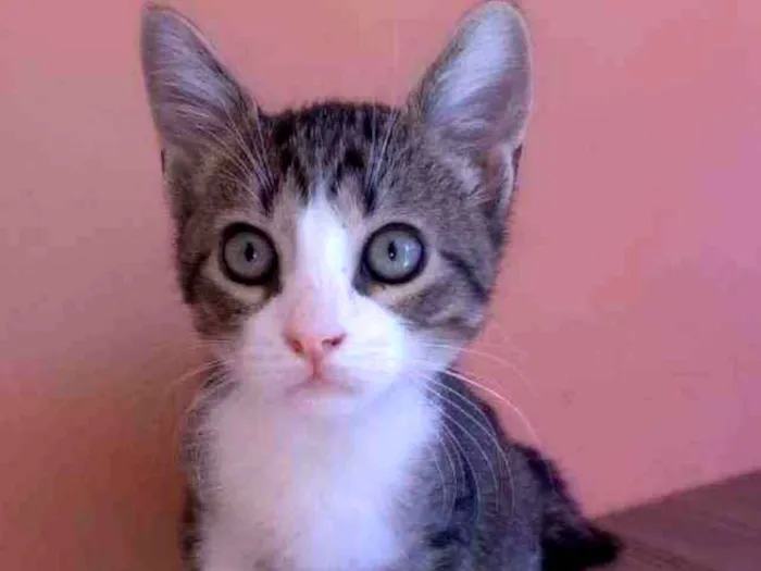 Gato raça Srd idade 2 a 6 meses nome Barak