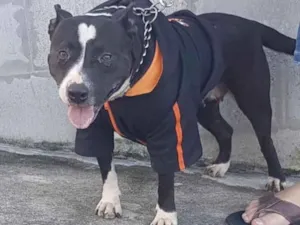 Cachorro raça Pitbul  idade 2 anos nome Não sei 