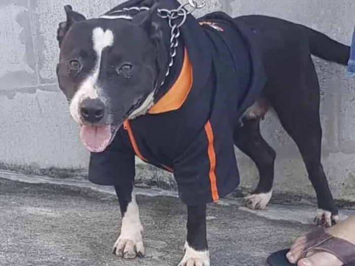 Cachorro ra a Pitbul  idade 2 anos nome Não sei 