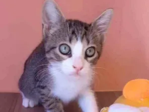 Gato raça srd bicolor idade 2 a 6 meses nome BARAK