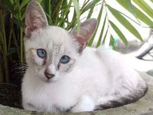 Gato raça  idade 2 a 6 meses nome Filó
