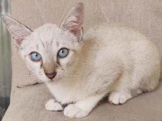 Gato ra a  idade 2 a 6 meses nome bob
