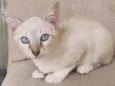 bob
