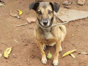 Cachorro raça Indefinida idade 4 anos nome Carlinha
